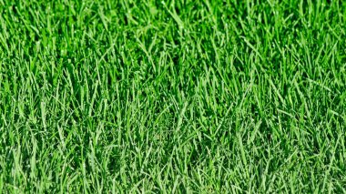 Pestisit kullanımı olmadan organik sağlıklı çim