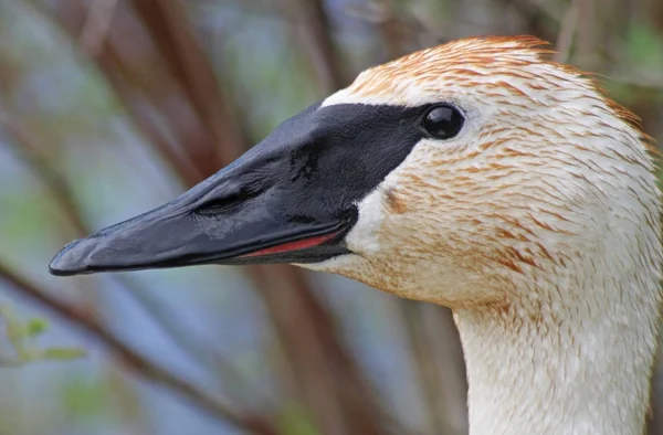 Profile Wild Trumpeter Swan Its Distinctive Black Beak — Stock Photo, Image