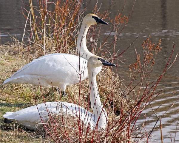 Breeding pair of wild Trumpeter Swans resting on shore along Marsh