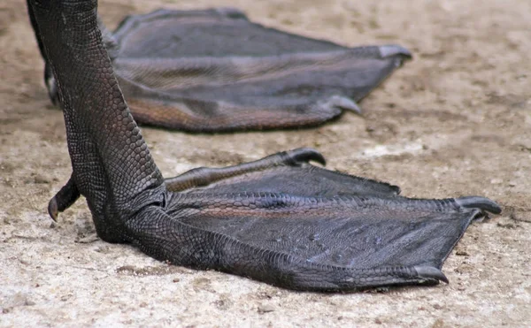 Die Schwarzen Gurtfüße Eines Erwachsenen Trompeterschwans — Stockfoto