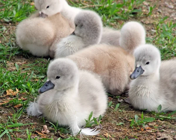 Bébé Cygnes Muets Seulement Jours Repos Sur Zone Herbeuse — Photo