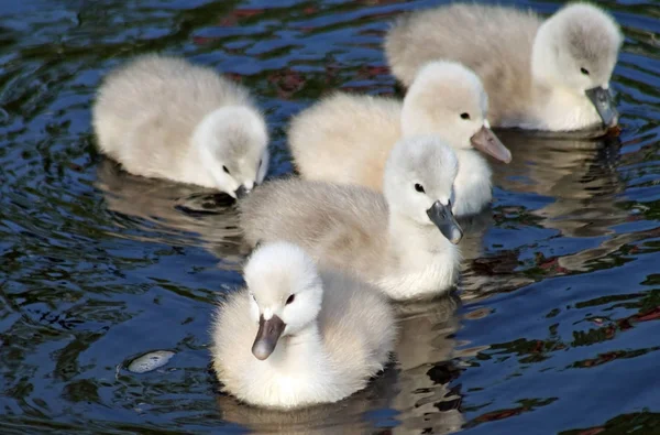 Two Day Old Baby Mute Swans Having First Swim — Stock Photo, Image