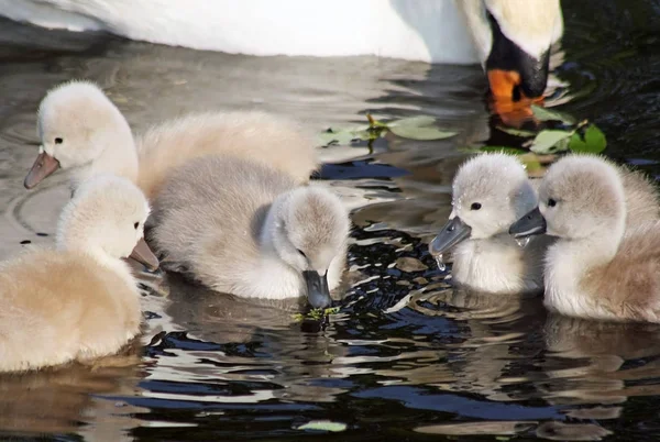 Двухдневный Малыш Mute Swans Впервые Искупался Рядом Мамой — стоковое фото