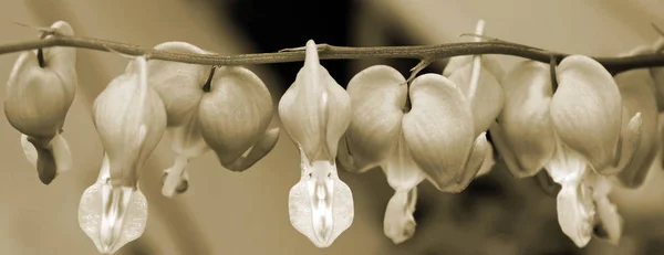 Belas Flores Forma Coração Planta Sangramento Coração Pendurar Ramo Início — Fotografia de Stock