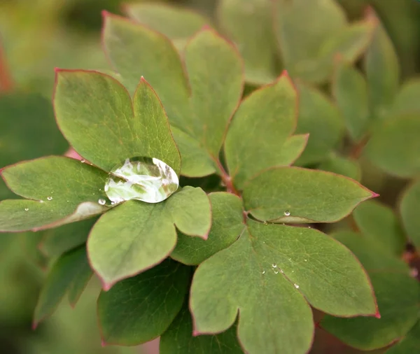 Chuva Coletada Uma Grande Gota Entre Folhas Uma Planta Bleeding — Fotografia de Stock