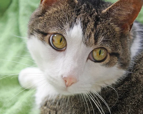 Close Domestic Short Haired Cat Big Bright Hazel Colored Eyes — Stock Photo, Image