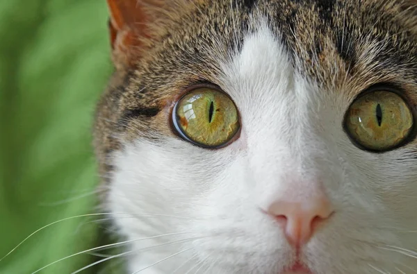 Hauskatze Mit Großen Hellen Haselfarbenen Augen Zartrosa Nase Und Weißem — Stockfoto