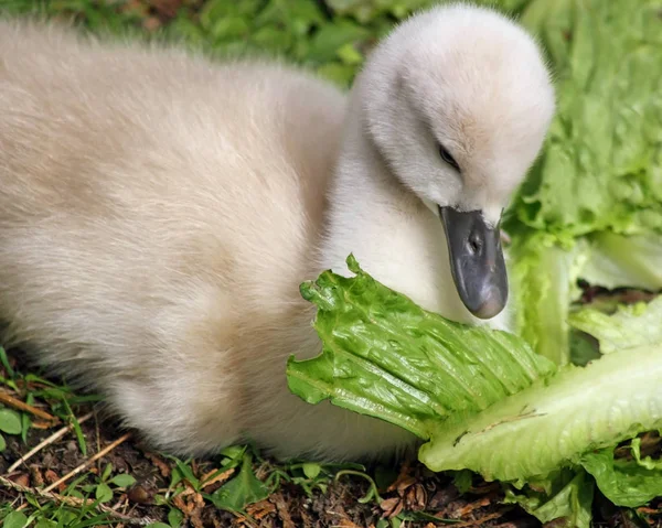 Baby Mute Swan Tendido Suelo Mirando Gran Pedazo Lechuga — Foto de Stock