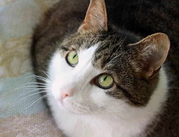 Piękny Kot Zielonymi Oczami Patrząc Górę — Zdjęcie stockowe