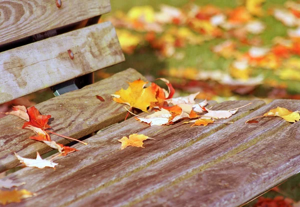 Few Fallen Maple Tree Leaves Wooden Park Bench Autumn — Stock Photo, Image