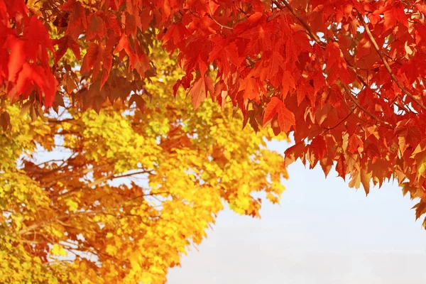 Bright Scarlet Red Maple Leaves Hang Foreground Creating Beautiful Border — Stock Photo, Image