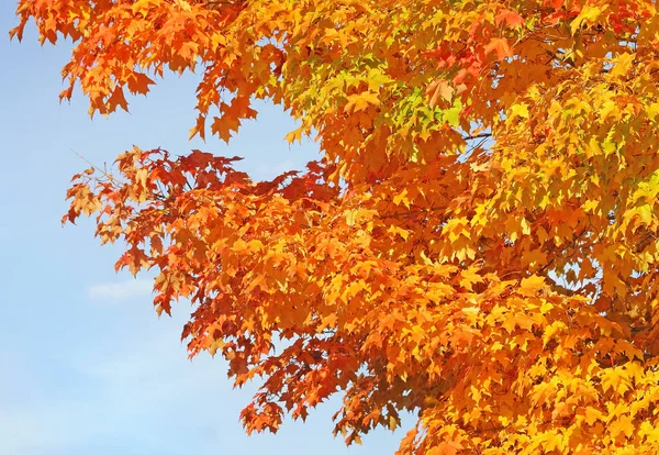 Schöne Goldene Und Orangefarbene Blätter Des Ahornbaums Herbst — Stockfoto