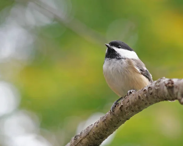 Tiny Black Capped Chickadee Perched Tree Branch — Stock Photo, Image