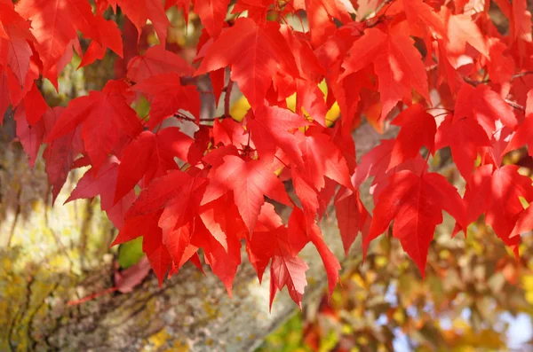 Folhas Coloridas Carmesim Brilhante Árvore Bordo Vermelha Cor Outono Cheia — Fotografia de Stock