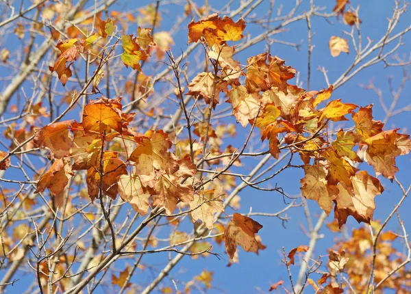 Die Letzten Blätter Warten Darauf Ende Herbst Von Einem Ahornbaum — Stockfoto