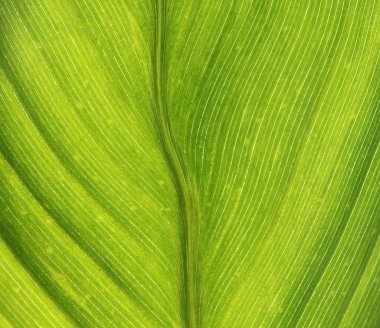 Ayrıntılar ve doku gösteren bir Hosta yaprak yakın çekim 