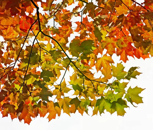 Ahornblätter Aus Orangengold Und Purpur Herbst — Stockfoto