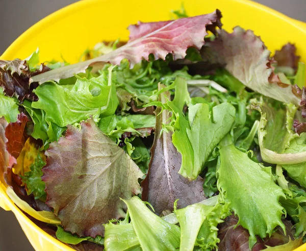 Spring Mix Fresh Organic Greens Yellow Colander — Stock Photo, Image