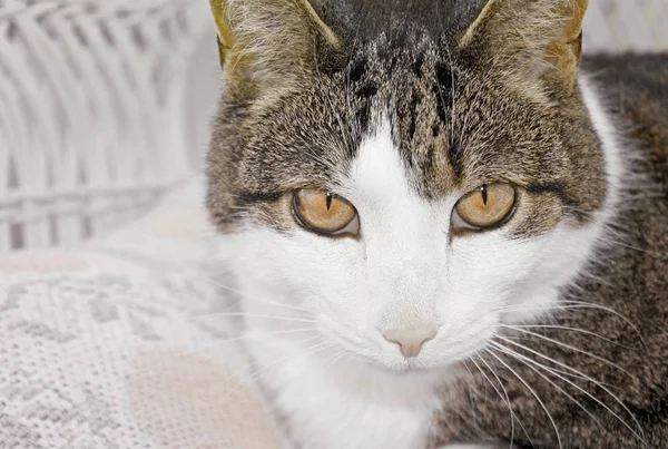 強烈な茶色の目を持つ美しい猫のクローズアップ顔 — ストック写真