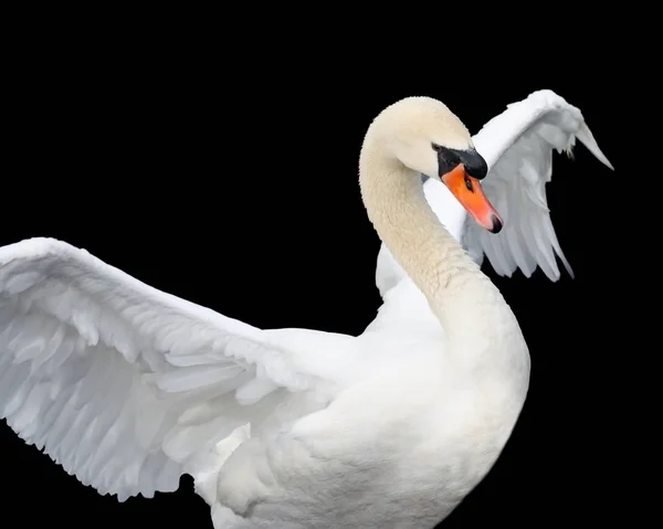 Bonito Majestoso Cisne Mudo Espalhando Suas Asas Branco — Fotografia de Stock