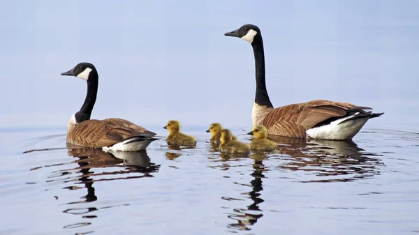 Kanada kazlar yeni doğan bebek goslings ile gölde yüzme bir çift