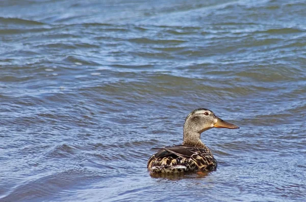 Mallard Duck Female Looking She Swims Alone Big Blue Lake — Stock Photo, Image