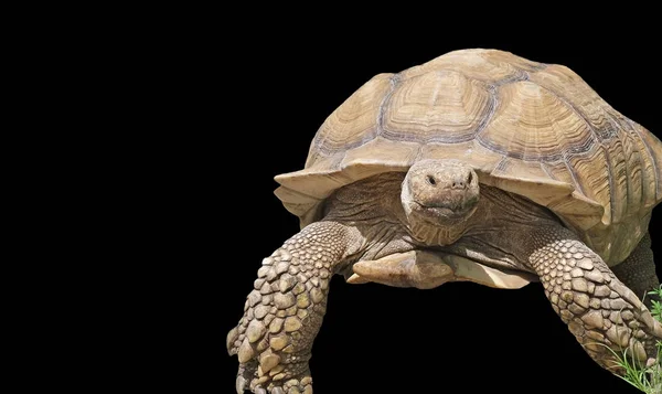 Tartaruga Gigante Pés Amarelos Isolada Fundo Preto — Fotografia de Stock