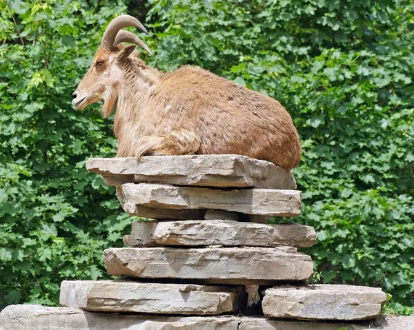 One Goat Resting Stack Flat Rocks — Stock Photo, Image