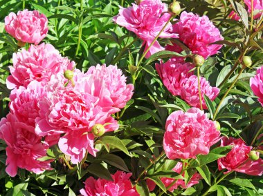 Tam çiçekli Şakayık çiçeğiparlak pembe çiçekleri