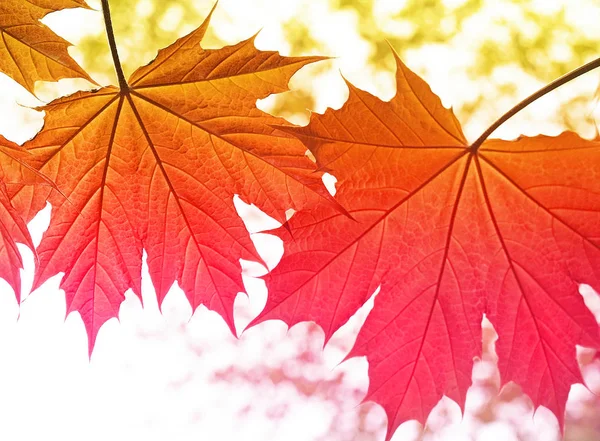 Maple Leaves Variegated Colors Changing Orange Gold Pink — Stock Photo, Image