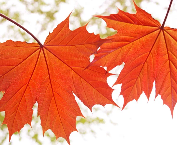 Two Orange Colored Leaves Young Maple Tree — Stock Photo, Image