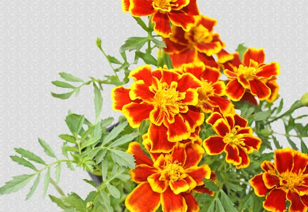 Marigold Virág Szirmai Fényes Sárga Narancs Izolált Mintás Háttér Stock Kép