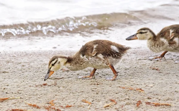 Deux Jeunes Canetons Colverts Aventurent Sur Rivage Sablonneux Recherche Nourriture — Photo