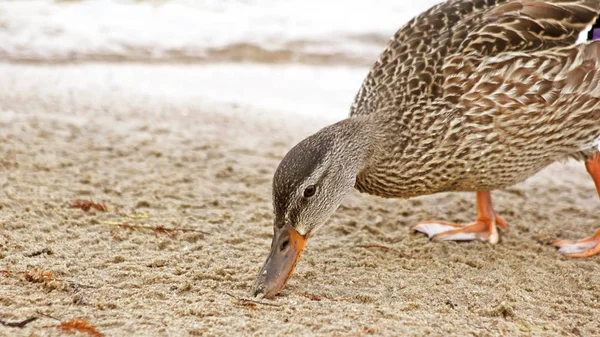 Mallard Pato Fêmea Procura Comida Longo Praia Areia Lago — Fotografia de Stock