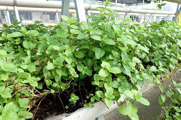 Closeup Fresh Peppermint Plants Organic Farm Selective Focus — Stock Photo, Image