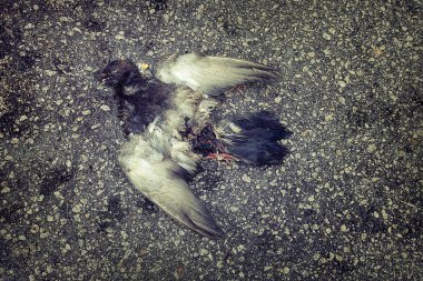Dead bird in the street, selective focus. clipart