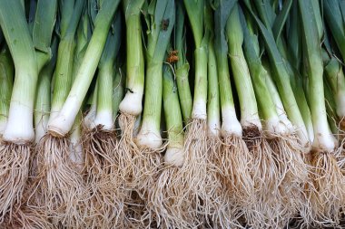 Süpermarkette, seçici odak taze pırasa, yakın çekim.