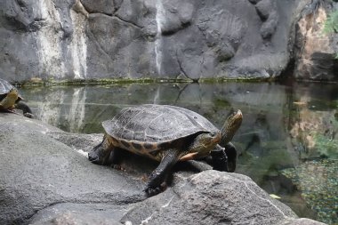 Kuru oturum aç, seçici odak dinlenme bir kaplumbağa kapatın. 