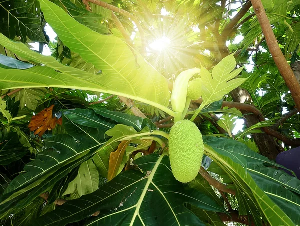 クローズ アップ新鮮なパンノキの木の果実 パンノキ と選択と集中 — ストック写真
