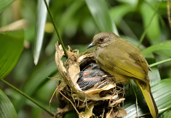 Close Bird Mother Family Streak Eared Bulbul Feeding Baby Garden — Stock Photo, Image