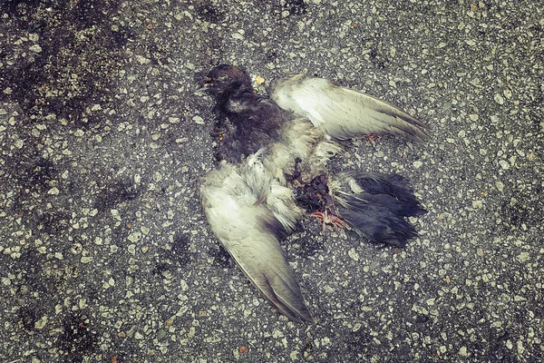 Мертвая Птица Улице Избирательный Фокус — стоковое фото