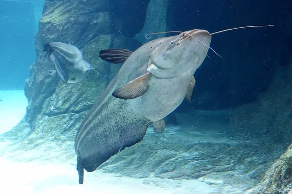 Mekong giant catfish in freshwater aquarium, selective focus.