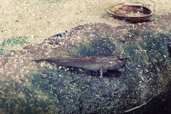 Skipper Fango Pesce Adattabile Che Grado Vivere Sulla Terra Acqua — Foto Stock