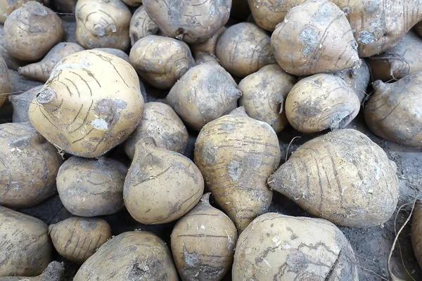Fresh Organic Turnips Market Selective Focus — Stock Photo, Image