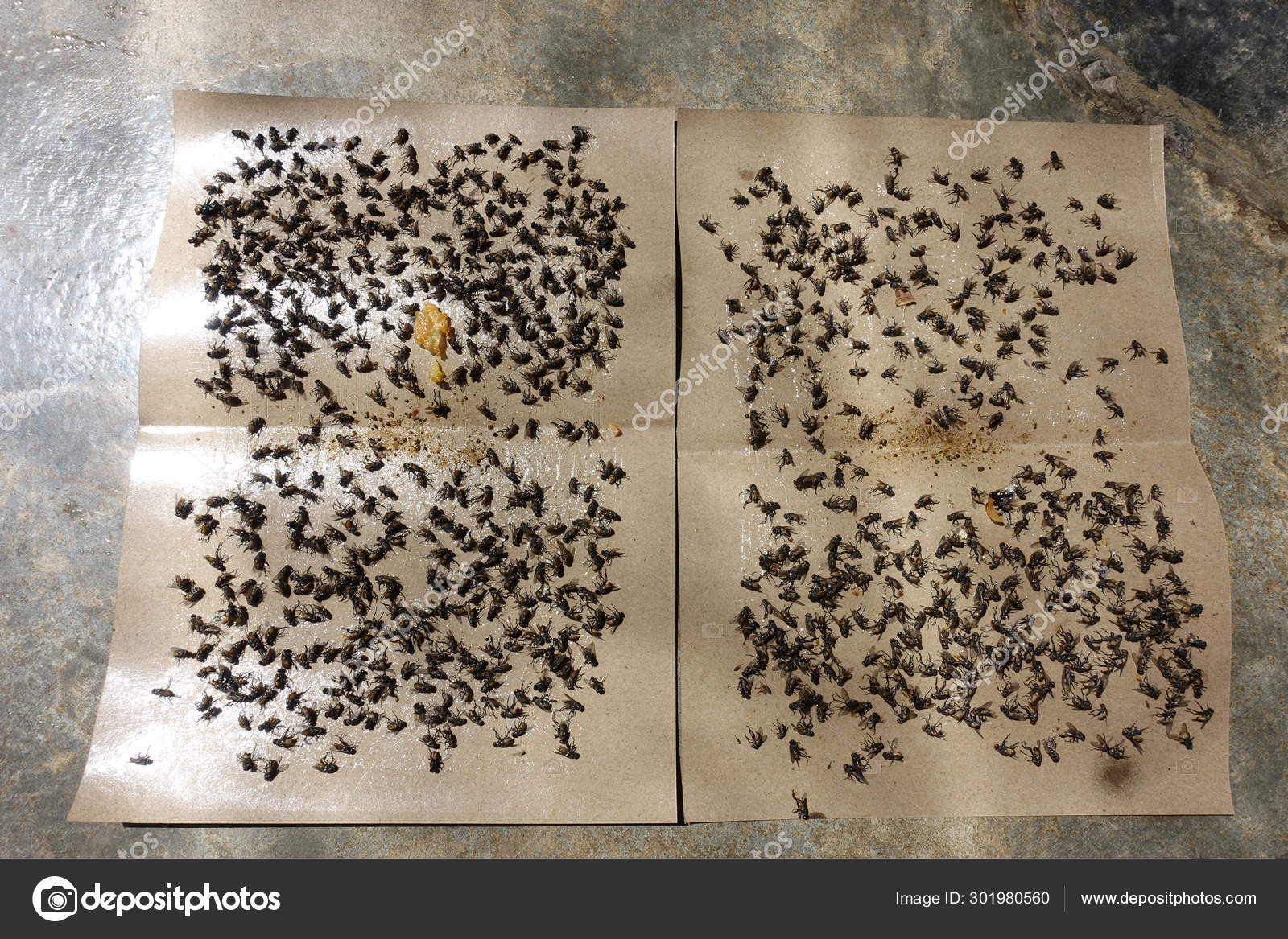 Flies Caught Sticky Fly Paper Traps Popular Insect Collecting