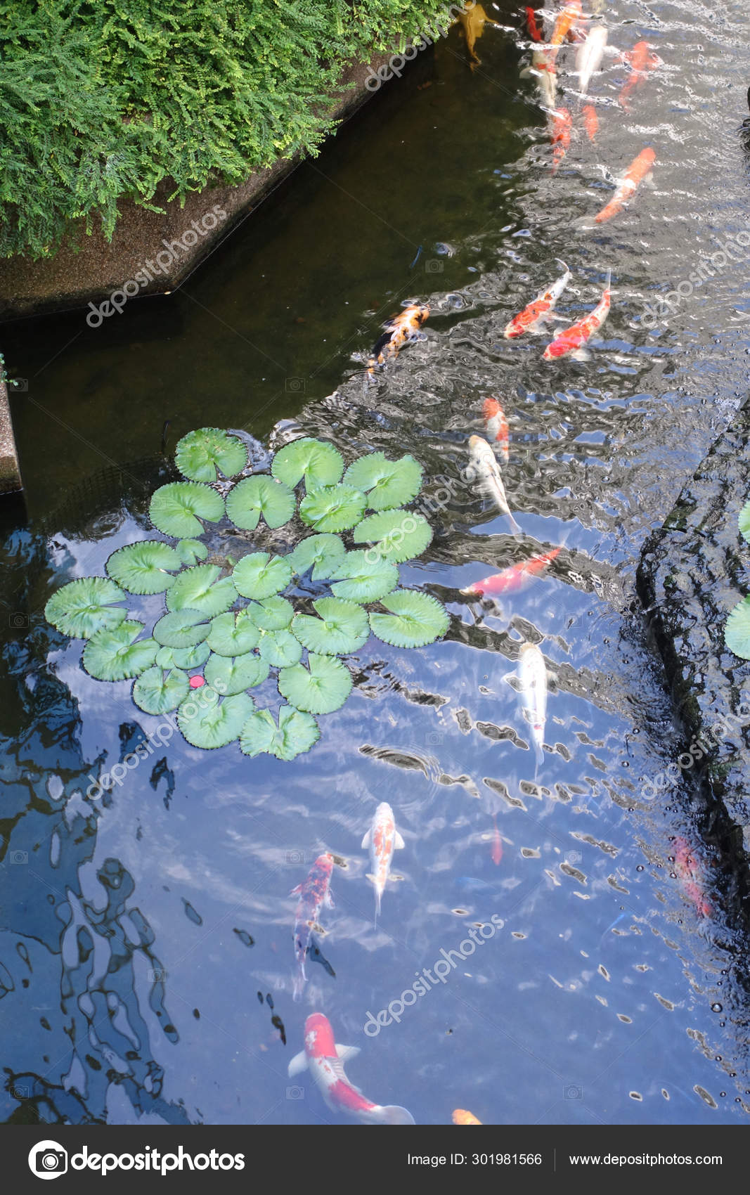 Koi carp hotsell fish pond