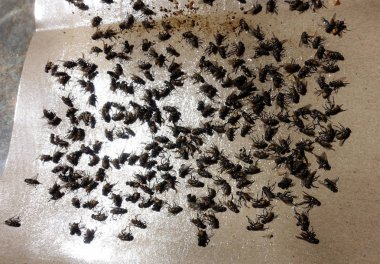 Sinekler yapışkan kağıt tuzaklarına yakalandı. Malezya ve diğer Asya ülkelerinde popüler böcek toplama yöntemi. 