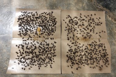 Flies caught on sticky fly paper traps. Popular insect collecting method in Malaysia and other Asia countries.  clipart
