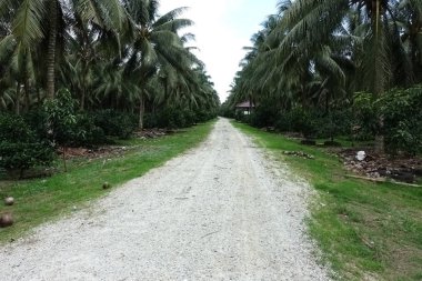 Ağaçta taze kahve çekirdekleri yakın, seçici odak. 