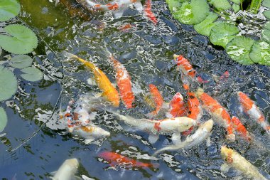 Güzel bir gölet, seçici odak renkli Japon Koi Carp balık. 